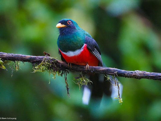 MASKENTROGON, MASKED TROGON - TROGON PERSONATUS