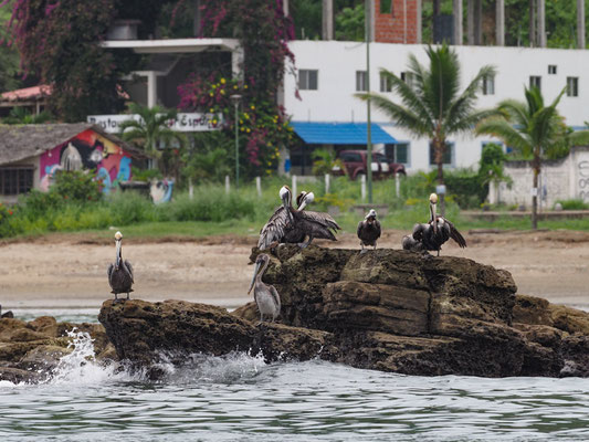 BRAUNER PELIKAN, BROWN PELICAN - PELECANUS OCCIDENTALIS