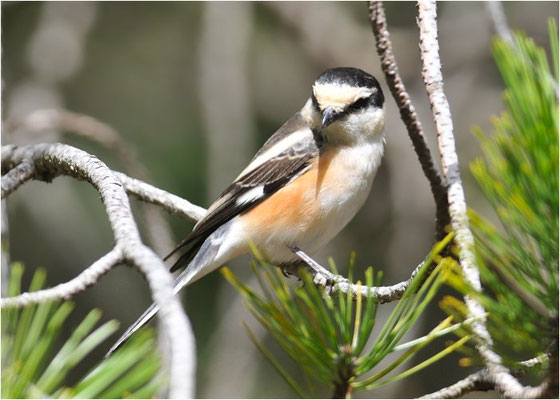 MASKENWÜRGER, MASKED SHRIKE, LANIUS NUBICUS