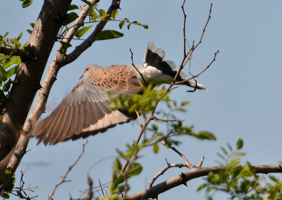 TURTELTAUBE, TURTLE DOVE, STREPTOPELIA TURTUR