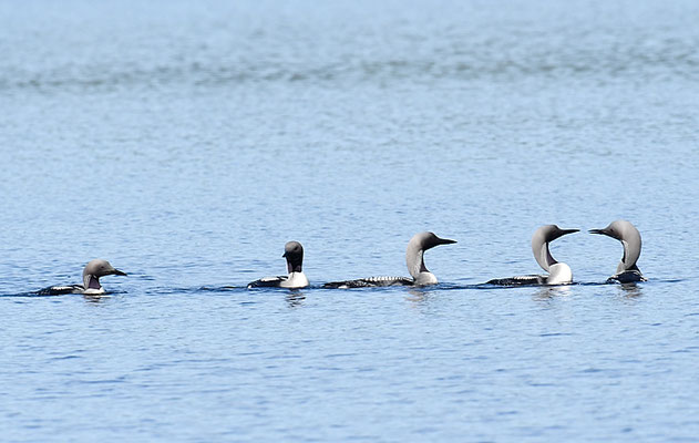 PRACHTTAUCHER, BLACK-THROATED LOON, GAVIA ARCTICA