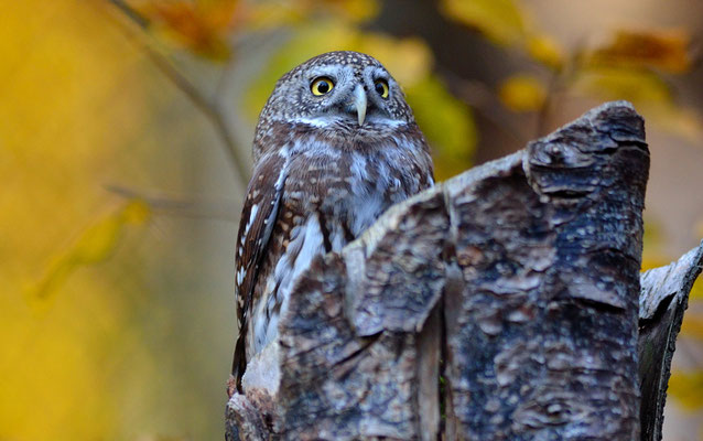 SPERLINGSKAUZ, PYGMY OWL, GLAUCIDIUM PASSERINUM