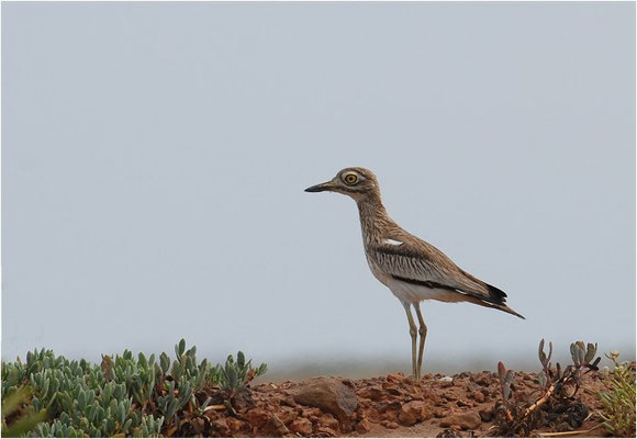 SENEGALTRIEL, SENEGAL THICK-KNEE, BURHINUS SENEGALENSIS