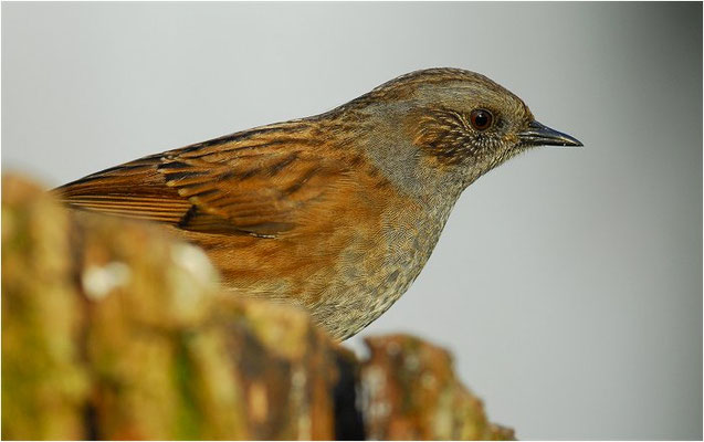 HECKENBRAUNELLE, DUNNOCK, PRUNELLA MODULARIS