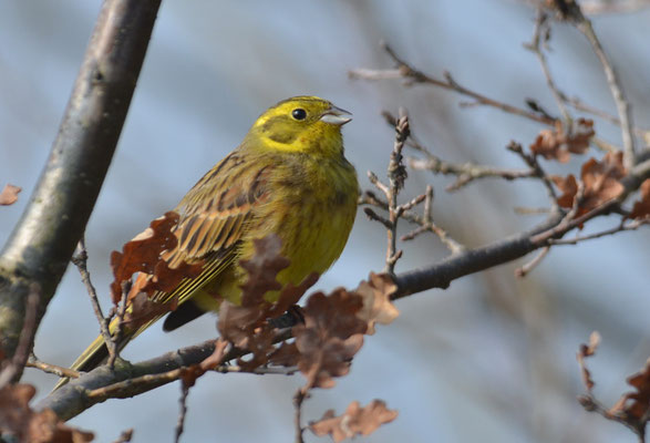 GOLDAMMER, YELLOWHAMMER, EMBERIZA CITRINELLA