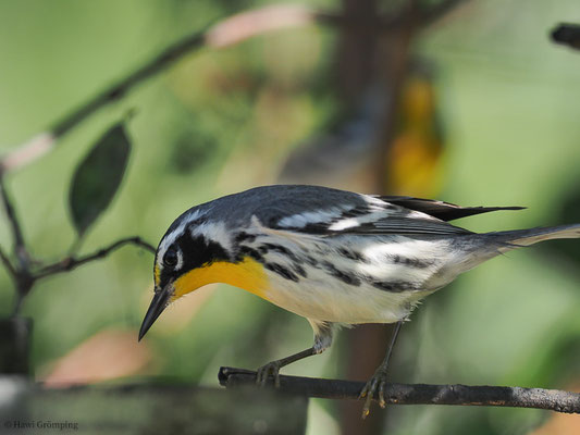 GOLDKEHLWALDSÄNGER, YELLOW-THROATED WARBLER, SETOPHAGA DOMINICA