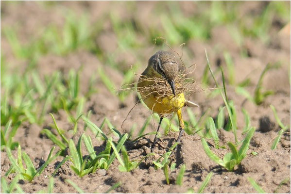 WIESENSCHAFSTELZE, YELLOW WAGTAIL, MOTACILLA FLAVA
