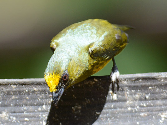 OLIVRÜCKENORGANIST, OLIVE-BACKED EUPHONIA, EUPHONIA GOULDI
