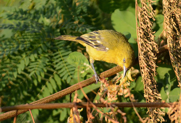 SCHWARZFLÜGELIORA, COMMON IORA, AEGITHINA TIPHIA