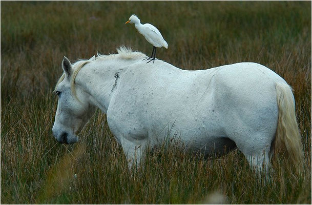 KUHREIHER, CATTLE EGRET, BUBULCUS IBIS