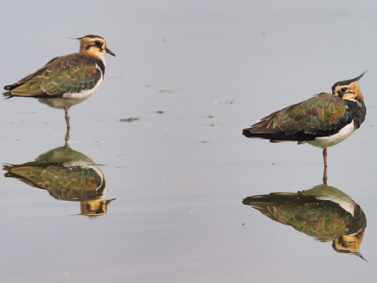 Kiebitz, Northern Lapwing - vanellus vanellus