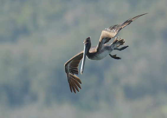 BRAUNER PELIKAN, BROWN PELICAN, PELECANUS OCCIDENTALIS