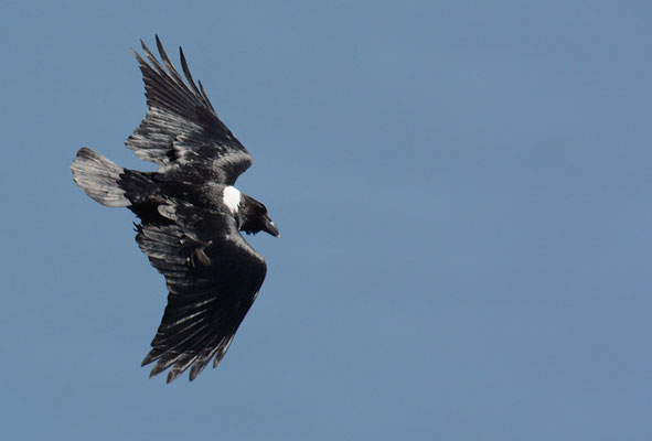 GEIERRABE, WHITE-NECKED RAVEN, CORVUS ALBICOLLIS