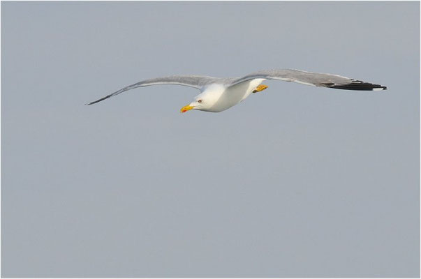 MITTELMEERMÖWE, YELLOW-LEGGED GULL, LARUS MICHAHELLIS