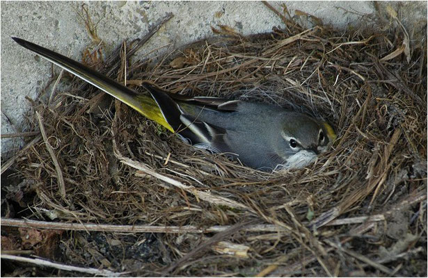 GEBIRGSSTELZE, GREY WAGTAIL, MOTACILLA CINEREA