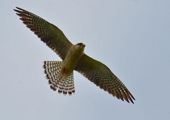 ROTFUSSFALKE, RED-FOOTED FALCON, FALCO VESPERTINUS