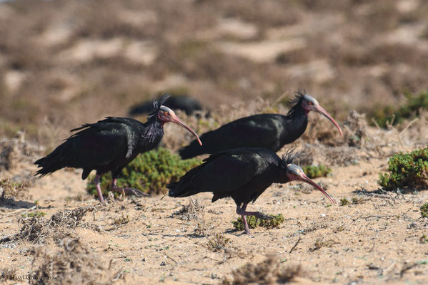 WALDRAPP, BALD IBIS, GERONTICUS EREMITA