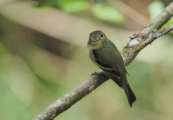 BIRKENTYRANN, YELLOW-BELLIED FLYCATCHER, EMPIDONAX FLAVIVENTRIS