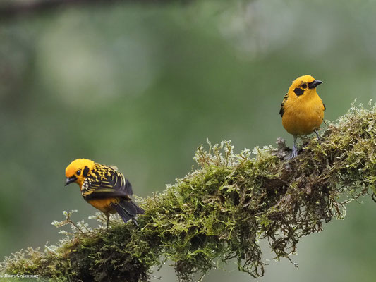 GOLDTANGARE, GOLDEN TANAGER - TANGARA ARTHUS