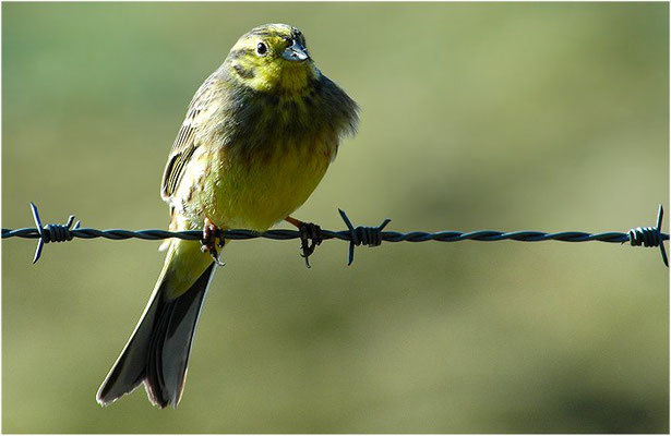 GOLDAMMER, YELLOWHAMMER, EMBERIZA CITRINELLA