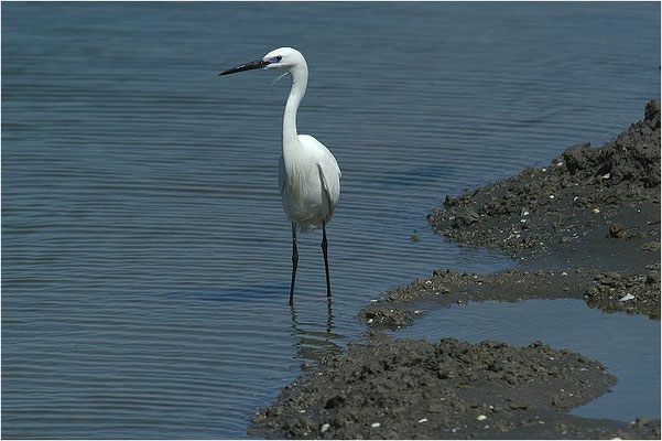 SEIDENREIHER, LITTLE EGRET, EGRETTA GARZETTA