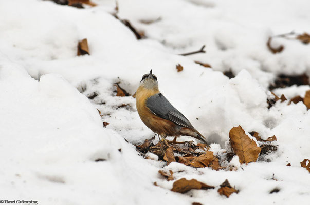 Kleiber im Schnee