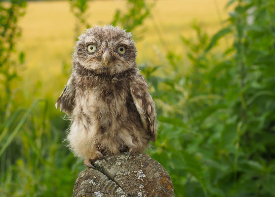 STEINKAUZ, LITTLE OWL , ATHENE NOCTUA