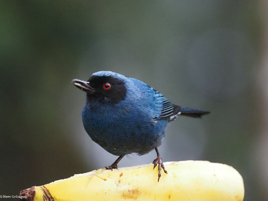 MASKENHAKENSCHNABEL, MASKED FLOWERPIERCER - DIGLOSSA CYANEA
