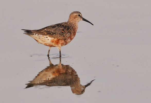 SICHELSTRANDLÄUFER, CURLEW SANDPIPER, CALIDRIS FERRUGINEA