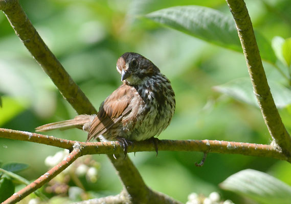 SINGAMMER, SONG SPARROW, MELOSPIZA MELODIA