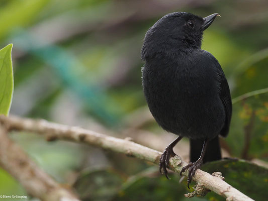 SCHIEFERHAKENSCHNABEL, WHITE-SIDED FLOWERPIERCER - DIGLOSSA ALBILATERA