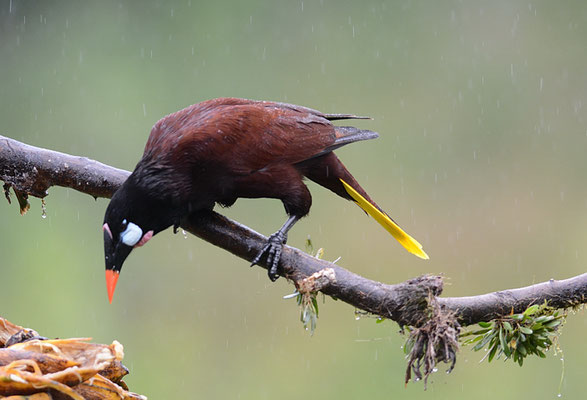 MONTEZUMA-STIRNVOGEL, MONTEZUMA OROPENDOLA, PSAROCOLIUS MONTEZUMA