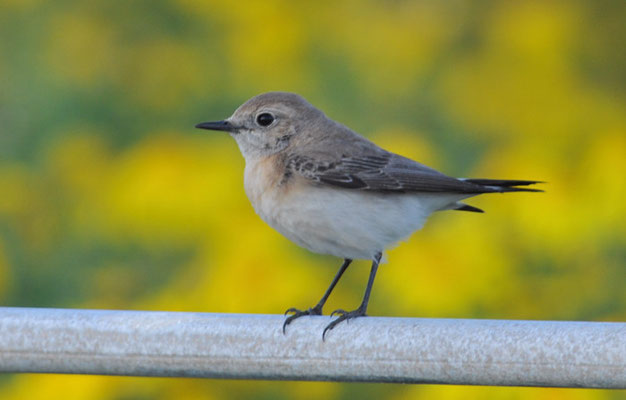 BALKANSTEINSCHMÄTZER, EASTERN BLACK-EARED WHEATEAR,  OENANTHE MELANOLEUCA