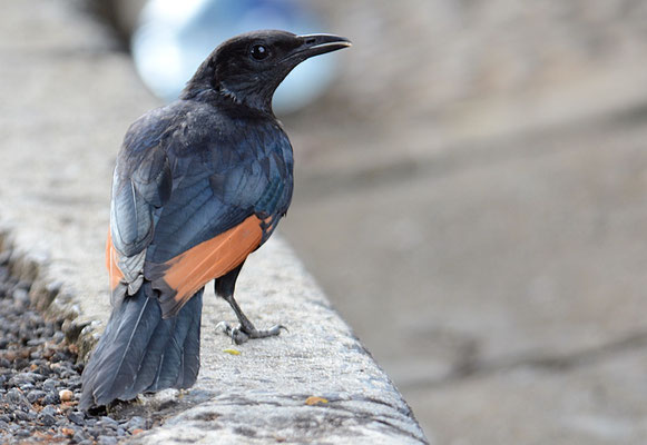 ROTSCHWINGENSTAR, RED-WINGED STARLING, ONYCHOGNATHUS MORIO