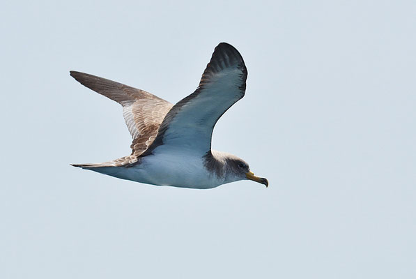 SEPIASTURMTAUCHER, CORY´S SHEARWATER, CALONECTRIS DIOMEDEA