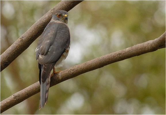 SHIKRA, SHIKRA, ACCIPITER BADIUS 
