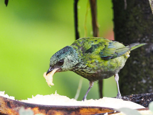 DROSSELTANGARE, SPOTTED TANAGER - IXOTHRAUPIS PUNCTATA 