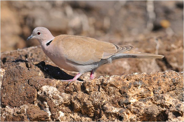 RINGELTAUBE, WOOD PIGEON,  COLUMBA PALUMBUS
