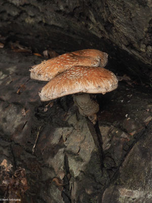 Pappel-Schüppling - Hemipholiota populnea
