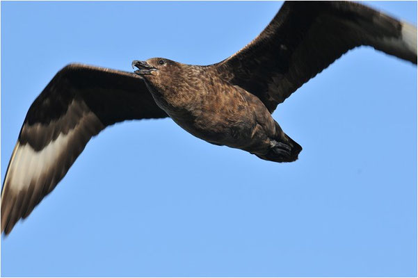 SKUA, GREAT SKUA, STERCORARIUS SKUA