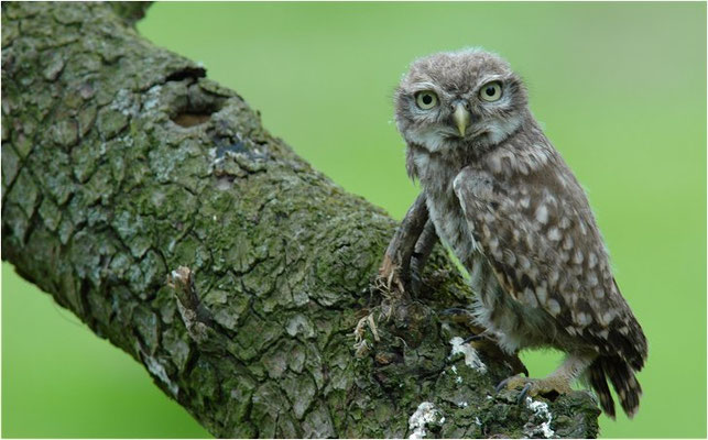 STEINKAUZ, LITTLE OWL , ATHENE NOCTUA