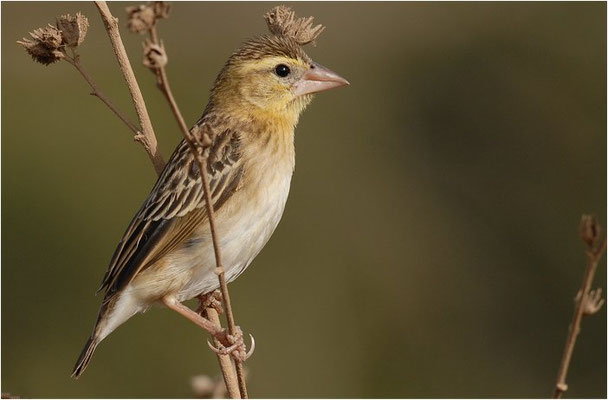 ORYXWEBER, NORTHERN RED BISHOP, EUPLECTES FRANCISCANUS
