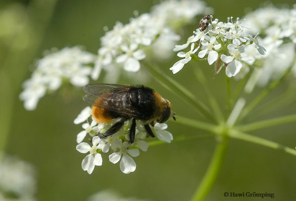 GEMEINE NARZISSENSCHWEBFLIEGE,MERODON EQUESTRIS