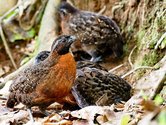 Rotstirnwachtel, Rufous-breasted Wood-Quail, Odontophorus speciosus