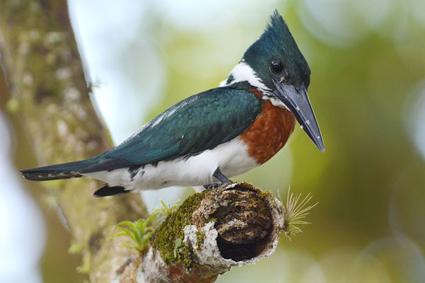 AMAZONASFISCHER, AMAZON KINGFISHER, CHLOROCERYLE AMAZONA