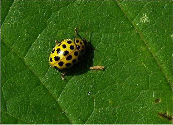Schwarze Punkte auf gelbem Grund hat der Zweiundzwanzigpunkt, der Mehltau frisst und in Streu und altem Gras überwintert.