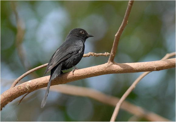 DRONGOSCHNÄPPER, NORTHERN BLACK FLYCATCHER, MELAENORNIS EDOLIOIDES