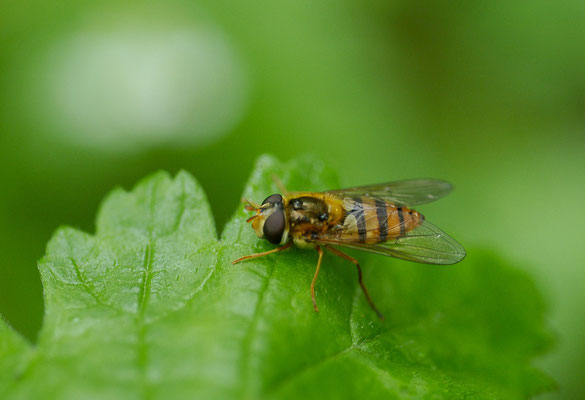 GELBHAARIGE WIESENSCHWEBFLIEGE, EPISTROPHE MELANOSTOMA