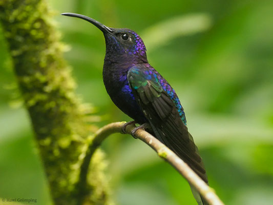 VIOLETTDEGENFLÜGEL, VIOLET SABREWING, CAMPYLOPTERUS HEMILEUCURUS