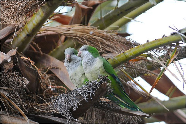 MÖNCHSSITTICH, MONK PARAKEET, MYIOPSITTA MONACHUS